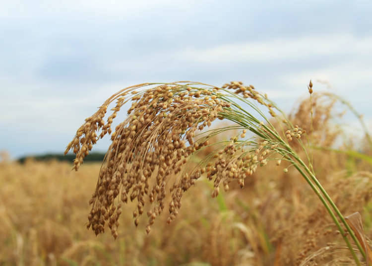 Beautiful sceneries in farm villages