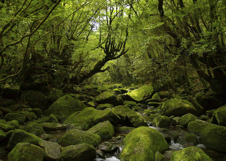Forests that are natural heritages