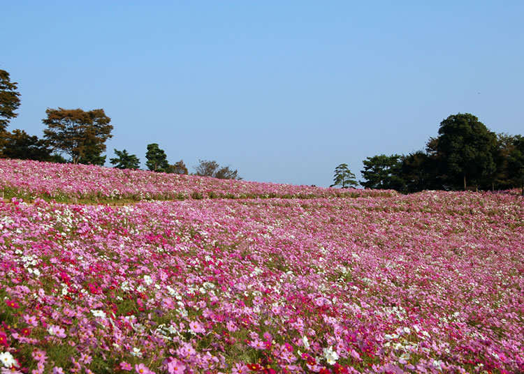Tokyo's Largest: An Ocean of 5.5 Million Cosmos Flowers