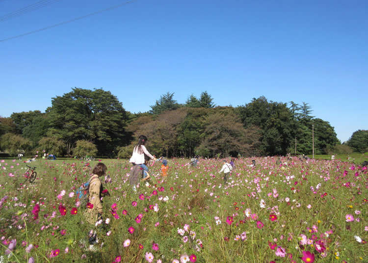 A Popular Cosmos Picking Experience