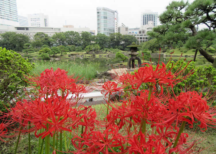 A Colorful Stroll Through an Azalea-filled Garden