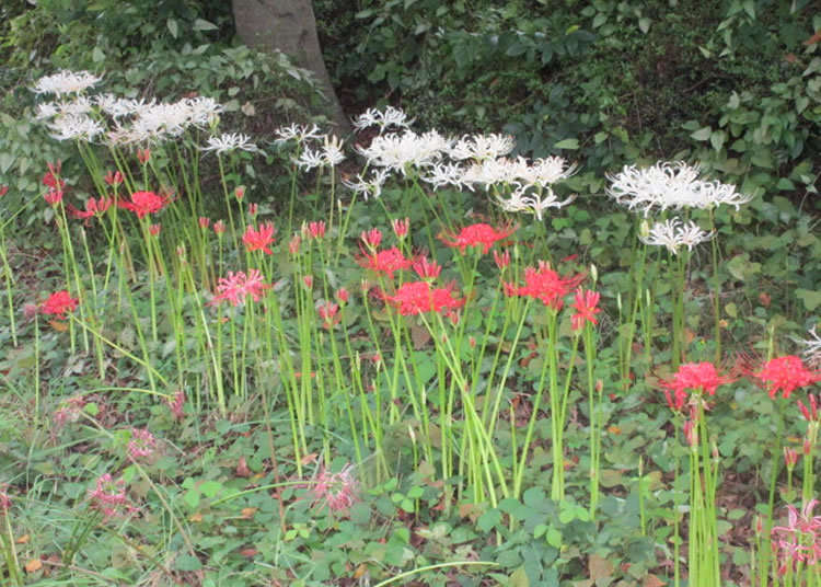 White Dots in a Sea of Red