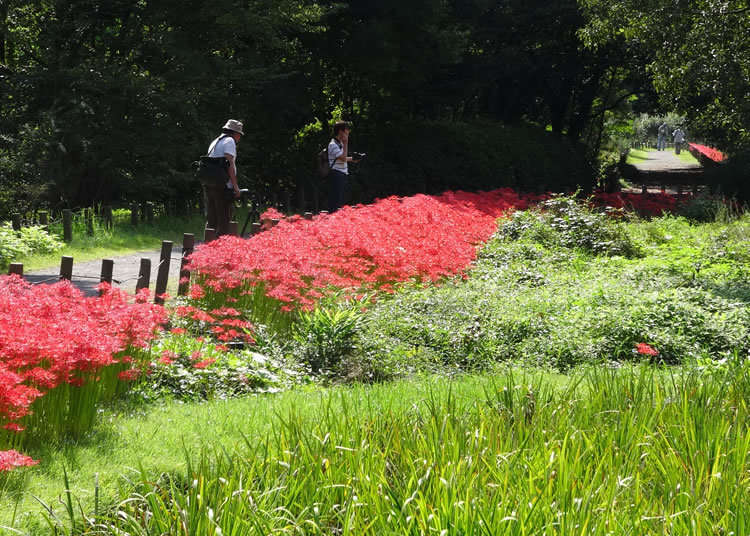 A 150 Meter Long River of Amaryllis