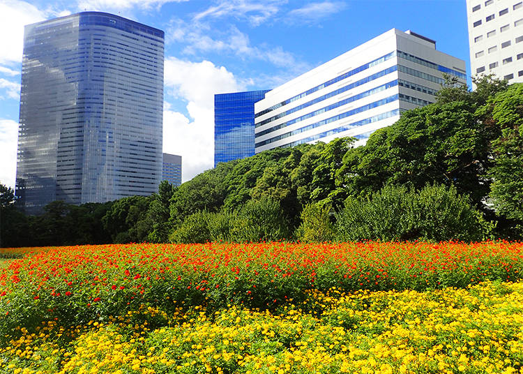 A Scenery of Cosmos Blossoms and Skyscrapers