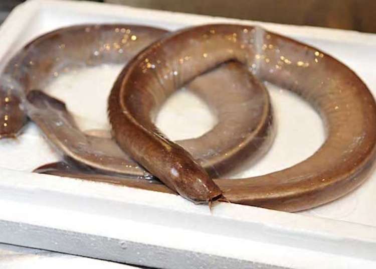 珍魚ヌタウナギも味わえる