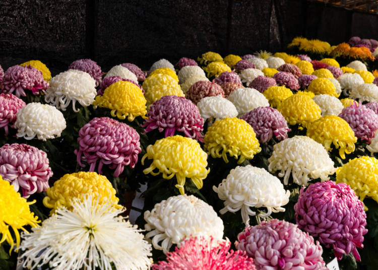 분쿄 국화 축제(마츠리)