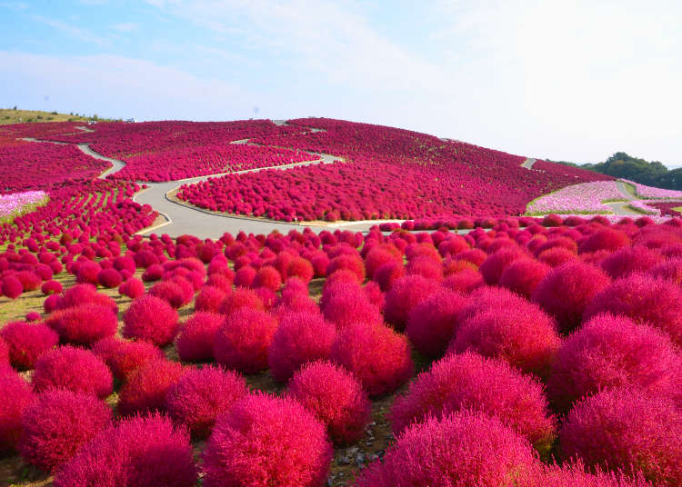 Roses, Kochia, Cosmos: Tokyo's Best Spots to Enjoy a Colorful Autumn!