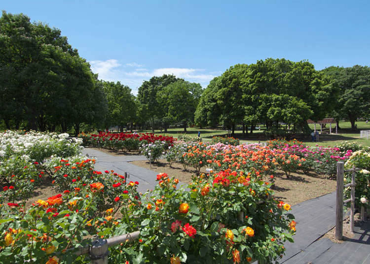 Kinuta Park: Over Two Hundred Roses, Pastel and Vivid