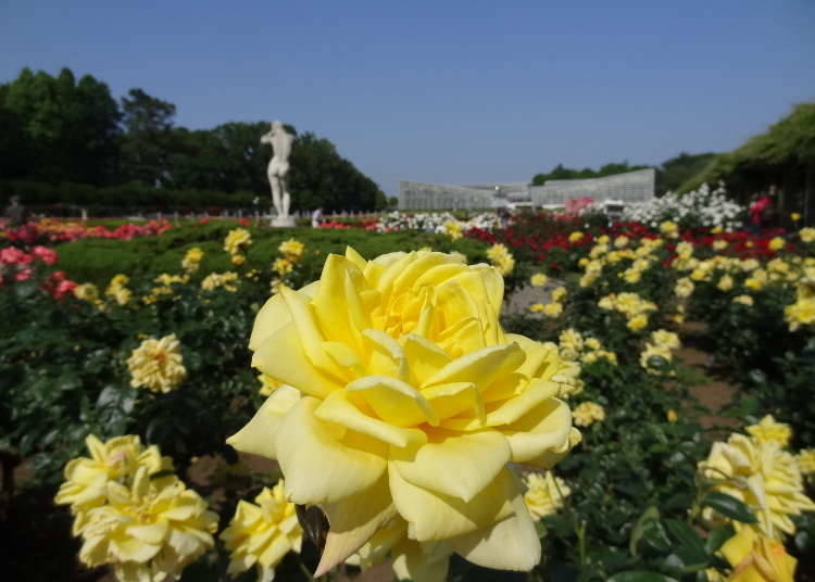 Jindai Botanical Gardens: One of Tokyo's Most Beloved Flower Viewing Spots