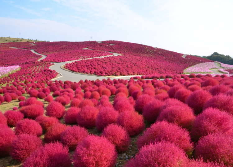 Hitachi Seaside Park: A Contest Between Kochia and Cosmos