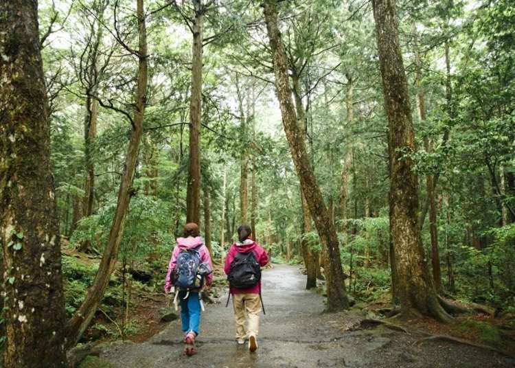 Start your Journey through Aokigahara at the Foot of Mount Fuji