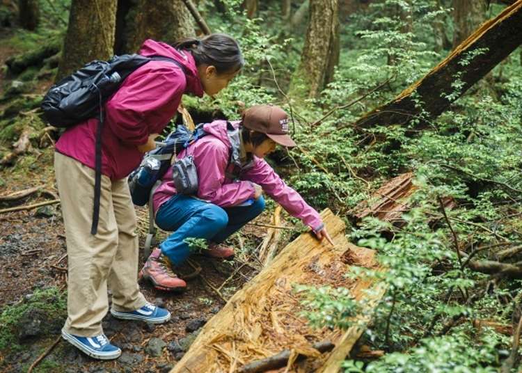 Getting Lost in Aokigahara, the Sea of Trees