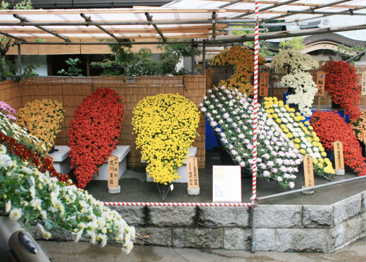 文京菊まつり