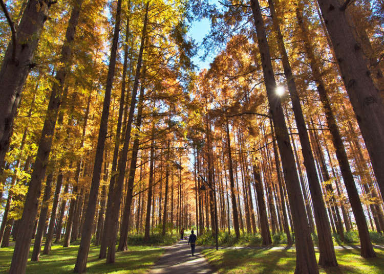 Mizumoto Park: The Rare Colors of the Dawn Redwood