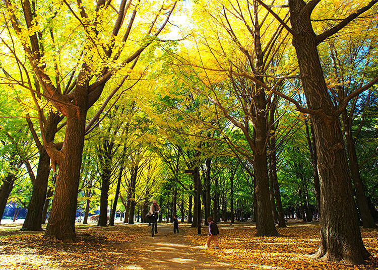 Yoyogi Park: A Colorful Contrast of Yellow and Red