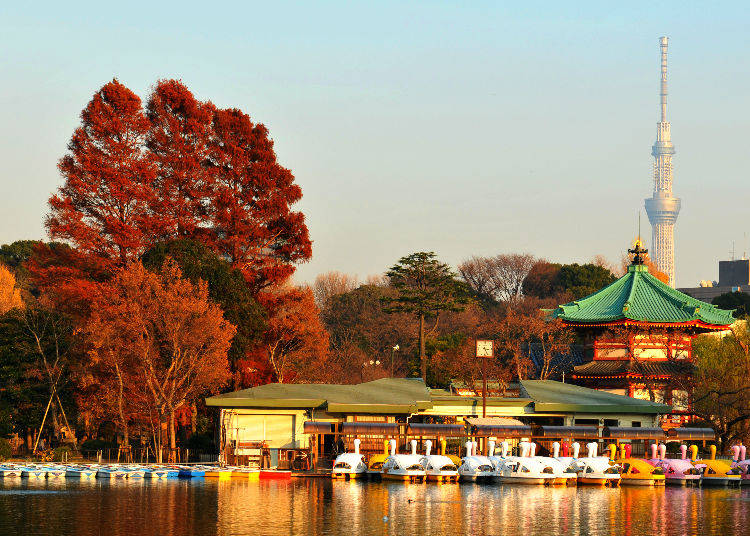 Ueno Park: A Spacious Grove of Autumn Leaves