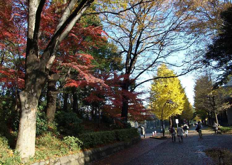 広大な敷地で色とりどりの紅葉を楽しむ