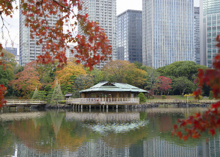 高層ビル群の中に映える美しい紅葉