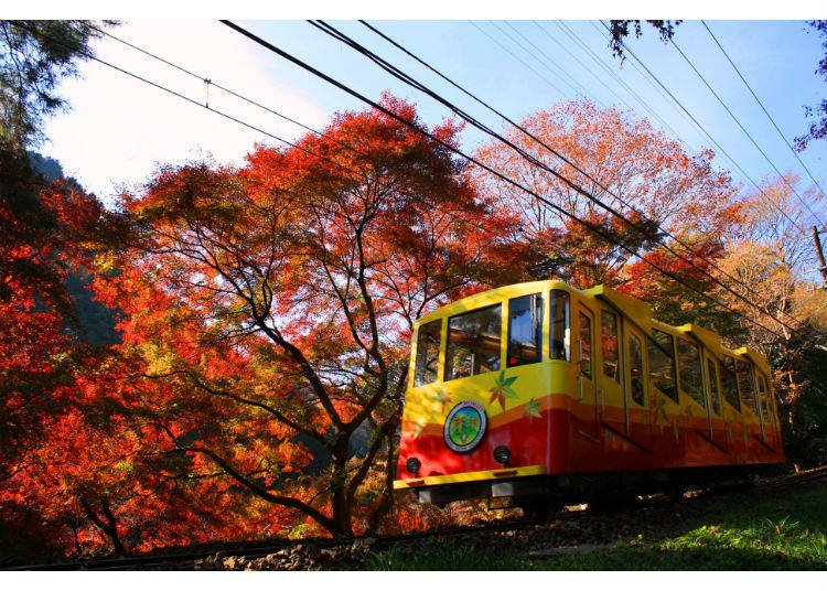 鮮やかな紅葉のトンネル