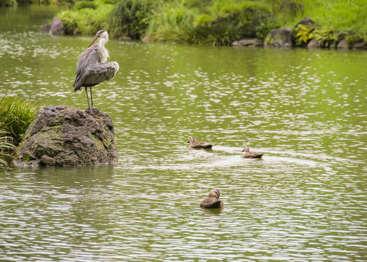 ここは穴場!「清澄庭園」