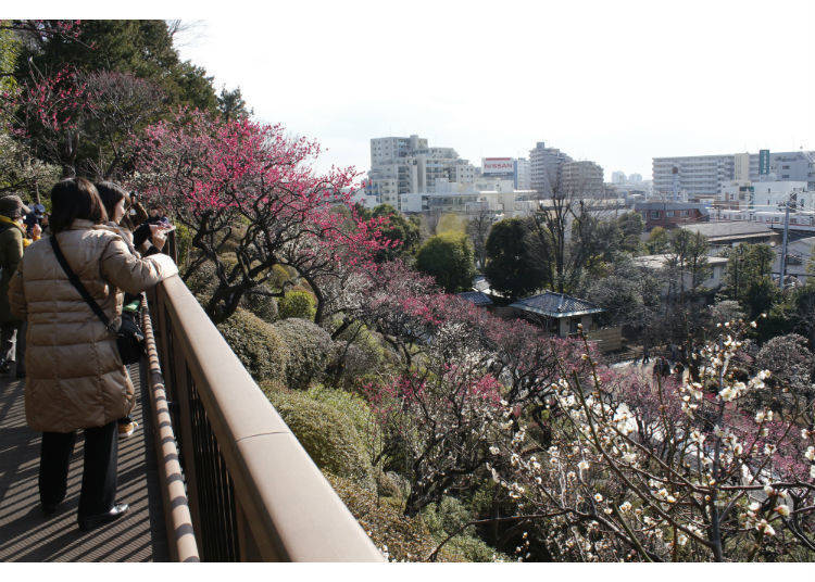 Ikegami Plum Garden