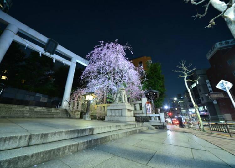 結婚式と非日常の空間:今日(こんにち)の乃木神社
