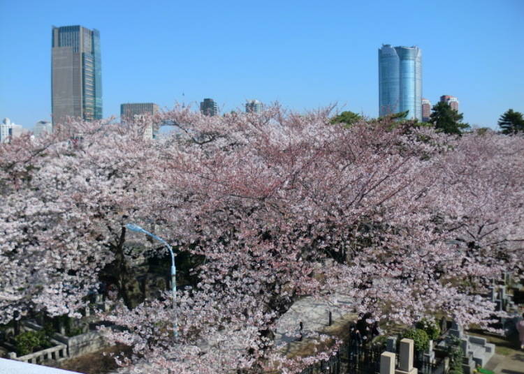 桜の木と墓石