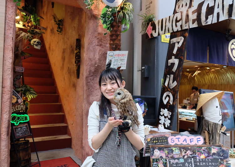 淺草也有狂野的一面?!喜歡貓頭鷹的你,一起去貓頭鷹咖啡廳「Forest Of Owl」吧!