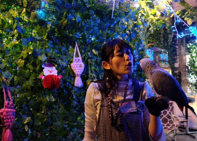 ジャングルにいるのはフクロウだけではない