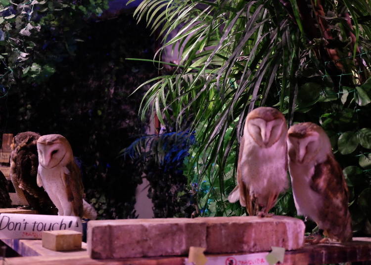 Menyelurusi Owl Forest
