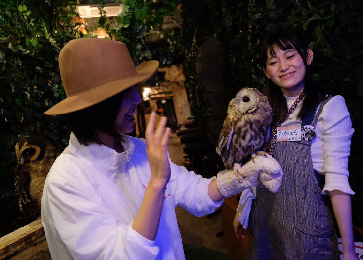 Mari Mengenali Burung Hantu Dengan Lebih Dekat Lagi!