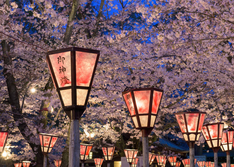 The Philosophy of Cherry Blossoms
