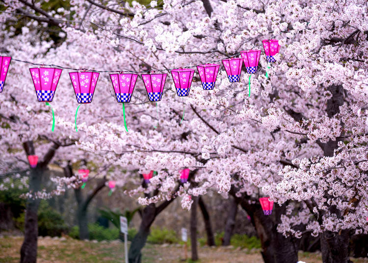 Helpful Tips for a Perfect Hanami