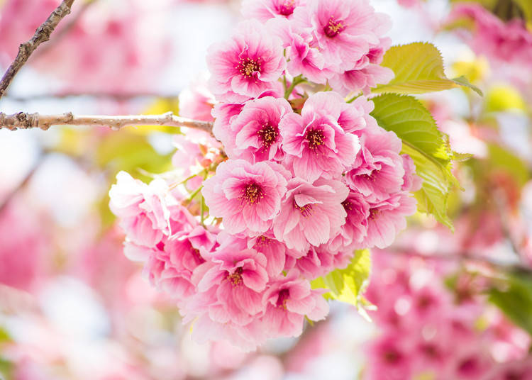 桜の品種