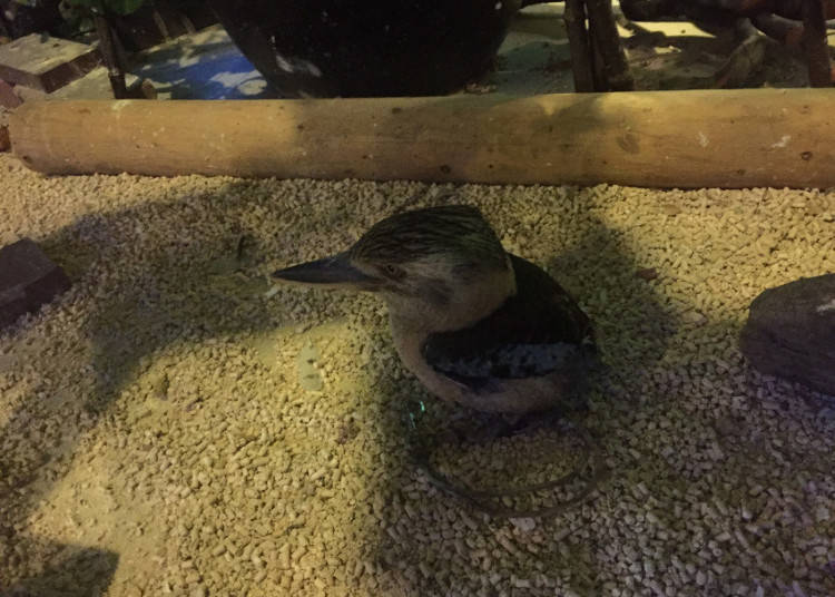 Parrots, Lizards, Meerkats, and More