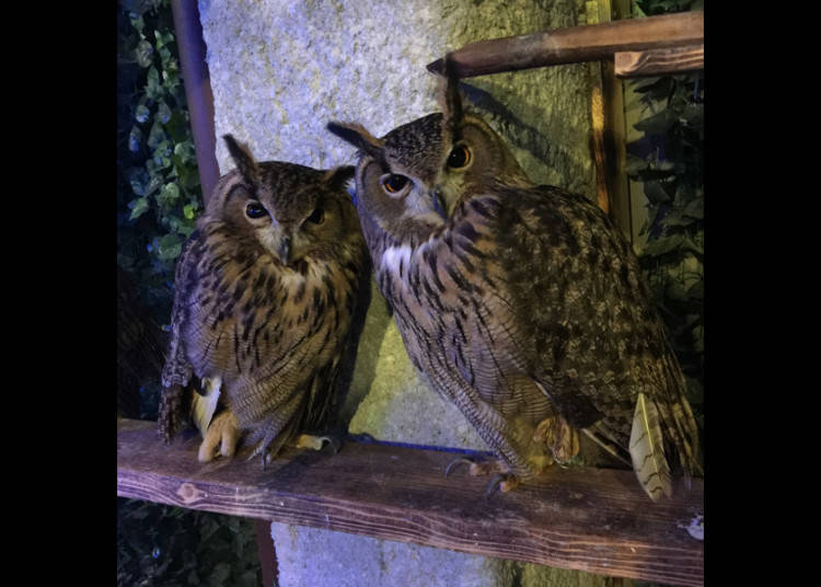 二匹の賢いふくろう