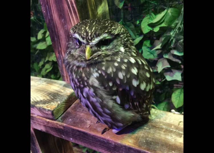 ふくろうの秘密