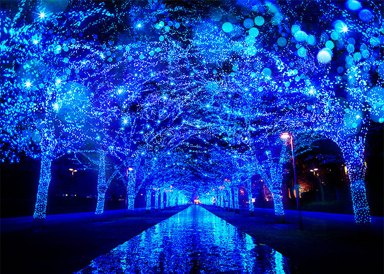 Shibuya’s Illuminations: Yoyogi Park Transforms into a Blue Cave