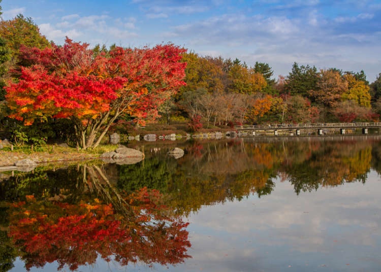 東京で最大級の自然公園 昭和記念公園