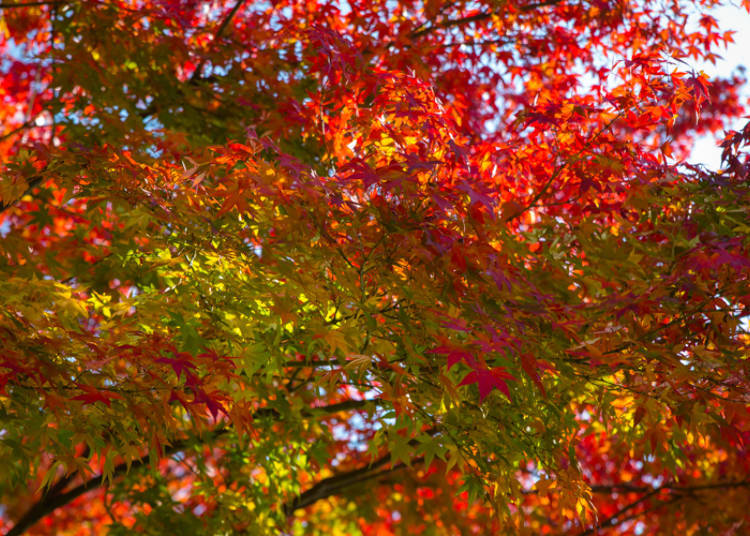 The Beautiful Colors of Fall