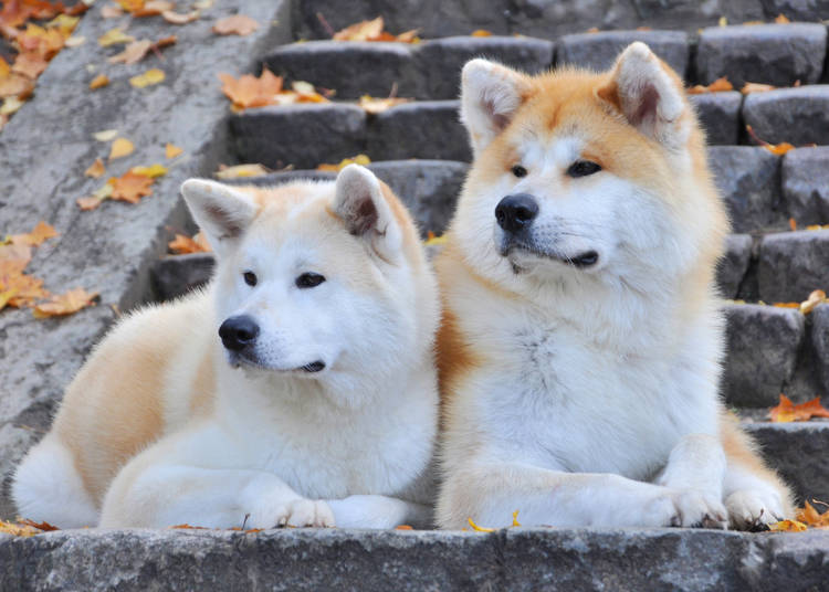 そもそも秋田犬ってどんな犬?