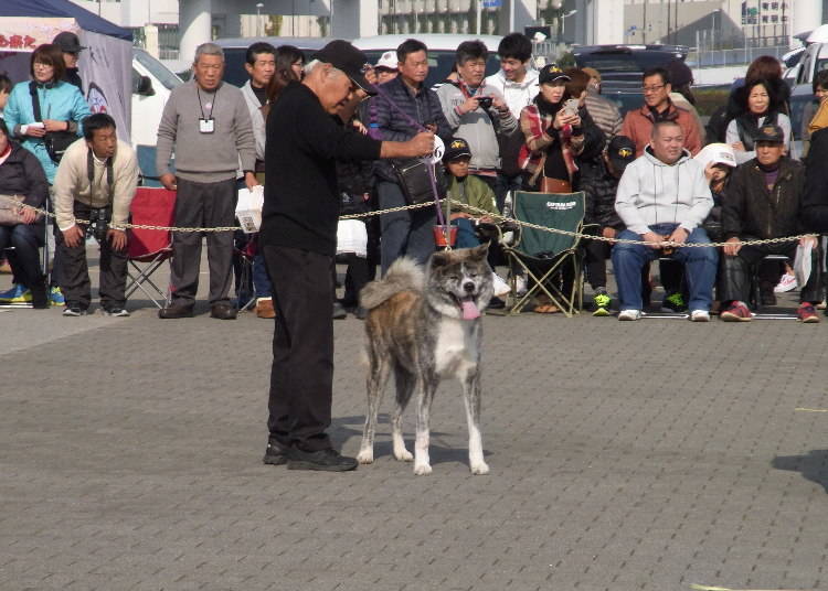 秋田犬の品評会は真剣そのもの