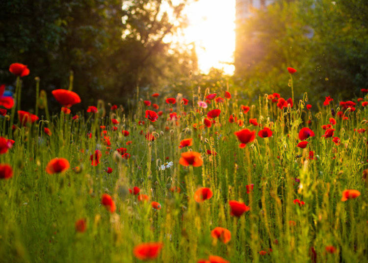From Wildflowers to Ikebana