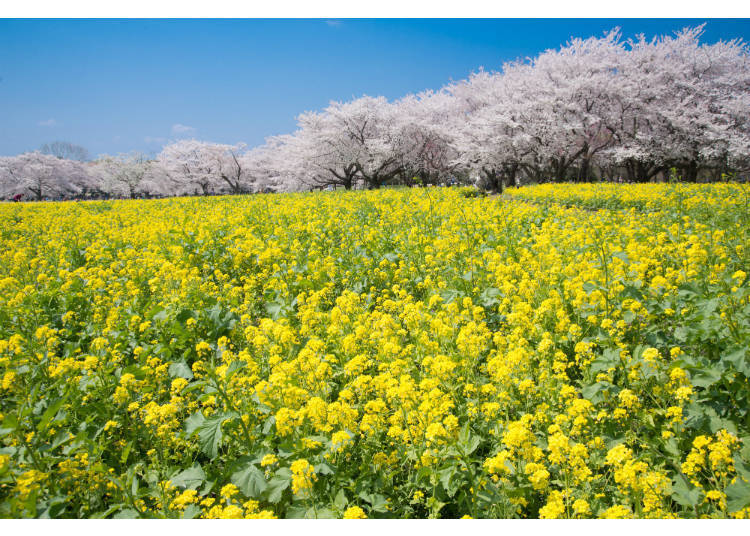 Experience the Beautiful Collaboration of Cherry and Rape Blossoms at the Showa Memorial Park
