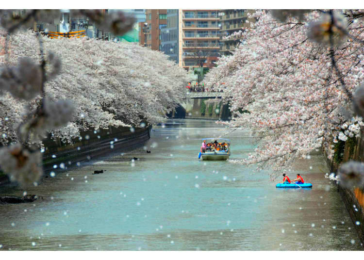 Relax Right Over the Water at Meguro River’s Famous Cherry Blossom Scenery