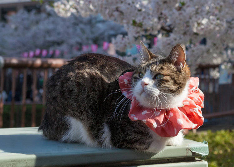 日本の花見を楽しもう!