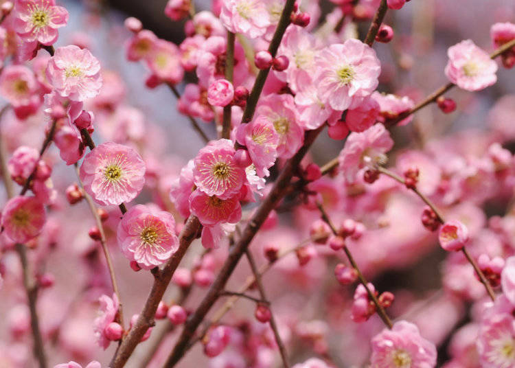 Baika Japanese Plum Blossoms LIVE JAPAN Japanese Travel Baika Japanese Plum Blossoms LIVE JAPAN Japanese Travel
