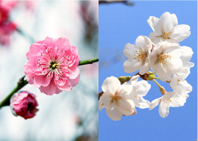 梅花 vs. 桜 ー その違いと違いの魅力