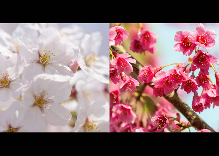 A Resilient Crossbreed: Creating a New Cherry Tree