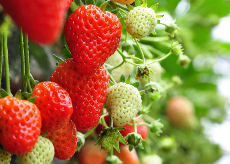 When Can Japanese Strawberries be Picked?